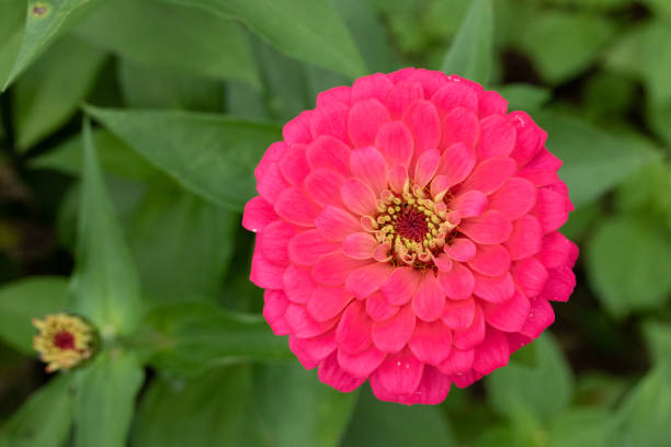 istock Pink Zinnia Blossom 1193777129