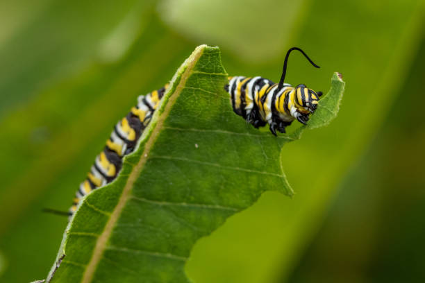 istock Monarch Caterpillar on Milkweed 1193777225