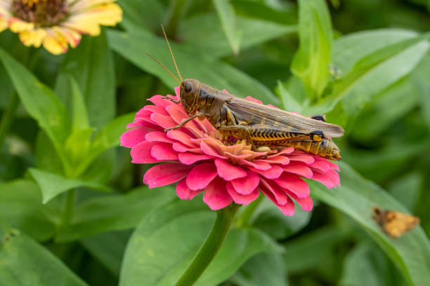 istock Grasshopper on Pink Zinnia 1193777231