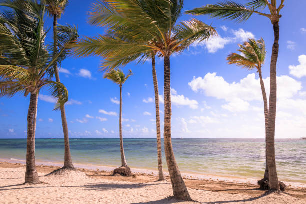 istock Turquoise natural pool, Beach with tropical palm trees – Punta Cana, Caribbean 1193778807