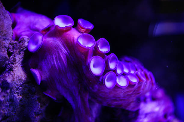 istock Wonderful and beautiful underwater world with corals and tropical fish. 1193778896