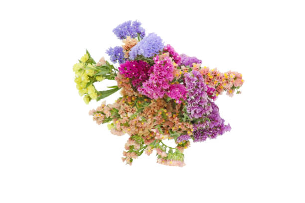 istock bouquet of statice in a white background 1193778941