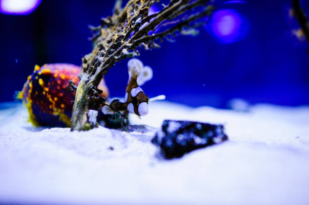 istock Wonderful and beautiful underwater world with corals and tropical fish. 1193779022