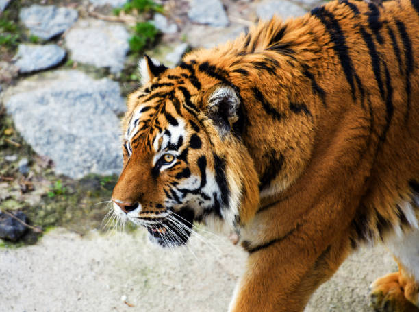 istock Beautiful Amur tiger 1193779029