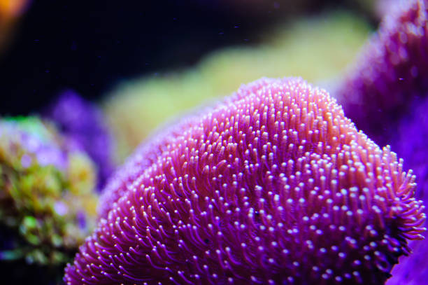 istock Wonderful and beautiful underwater world with corals and tropical fish. 1193779032