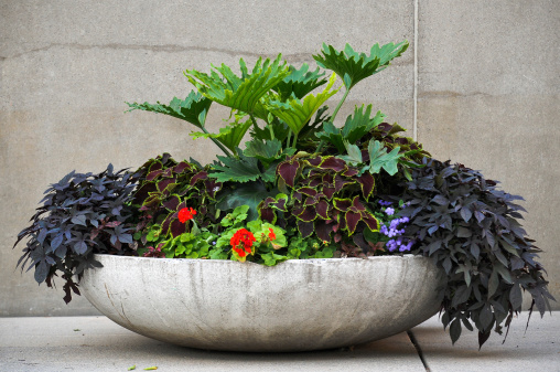 Beautiful colorful summer garden. Blooming violets and clay flowerpot