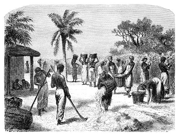 Old vintage drawing of a cotton harvest African Americans harvesting cotton. Illustration originally published in Hesse-Wartegg's "Nord Amerika", swedish edition published in 1880. The image is currently in public domain. african slaves stock illustrations