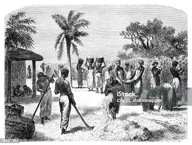Old Vintage Drawing Of A Cotton Harvest Stock Illustration - Download Image Now - Slavery, USA, History