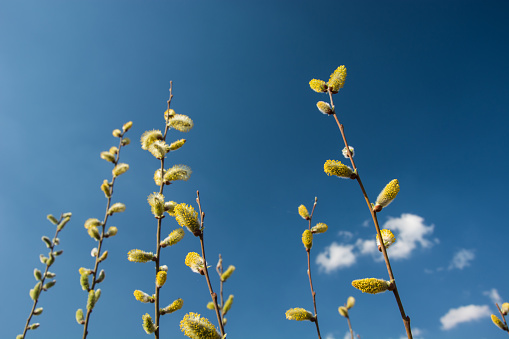 Yellow-white spring catkins on a blue sky background - view on a sunny day