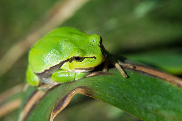 istock Beautiful european tree frog sitting on a leaf 1193779788