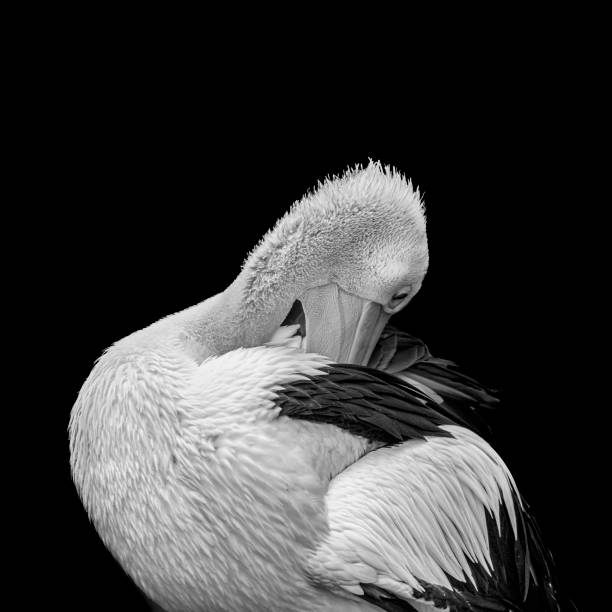 istock Pelican Groom 02 - Black and White 1193780700