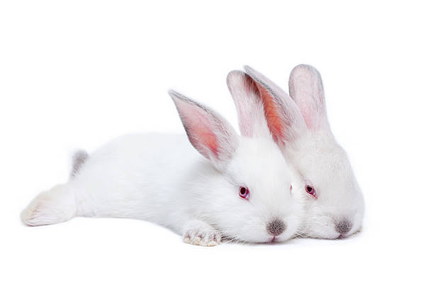 istock Two cute white isolated baby rabbits 119378226