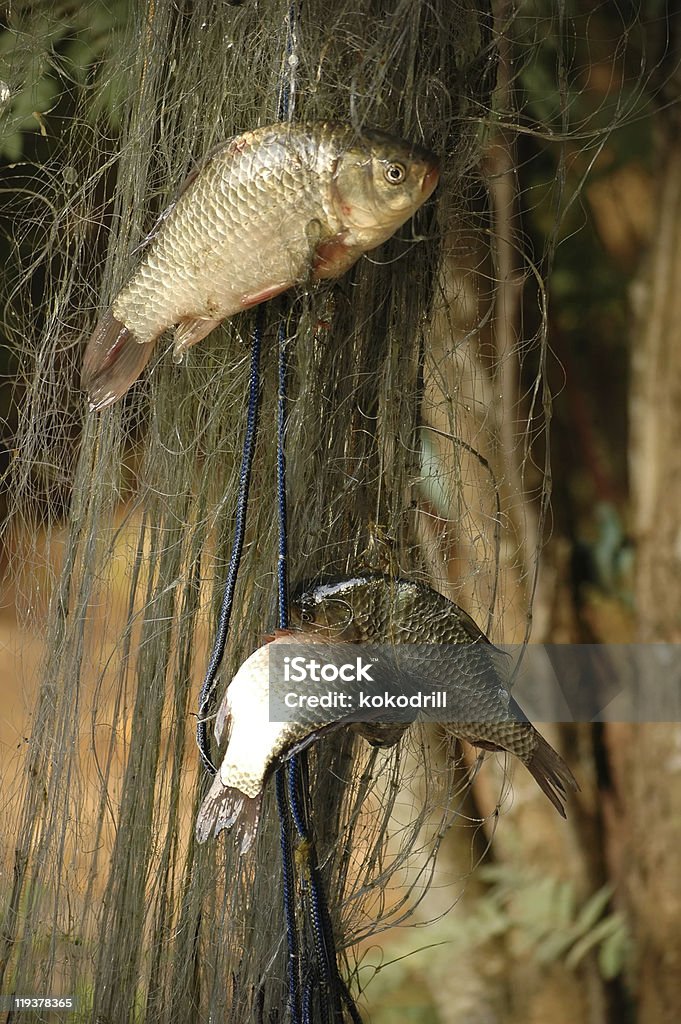 fishnet  Animal Stock Photo