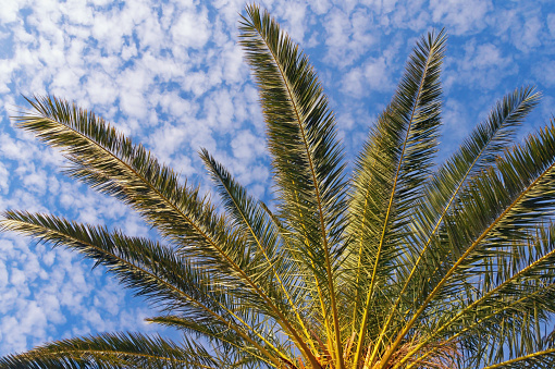 Leaves of Canary Island Date Palm (Phoenix canariensis) against blue sky with white clouds. Vacation concept. Montenegro