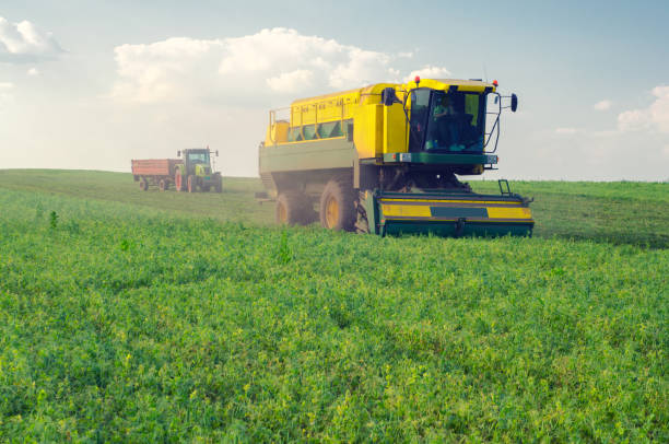 istock Combine harvester harvesting green peas 1193785424