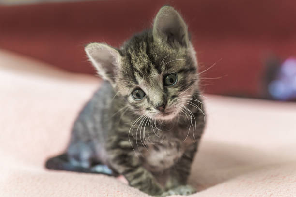 istock small gray striped kitten is looking into frame. kitten is 1 month old. Newborn kitten without mom. 1193785457