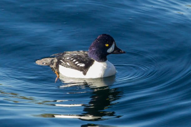 istock Barrow's goldeneye swimming in rich blue water. 1193786994