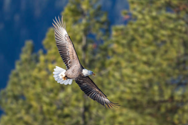 aquila calva che vola vicino agli alberi. - leucocephalus foto e immagini stock