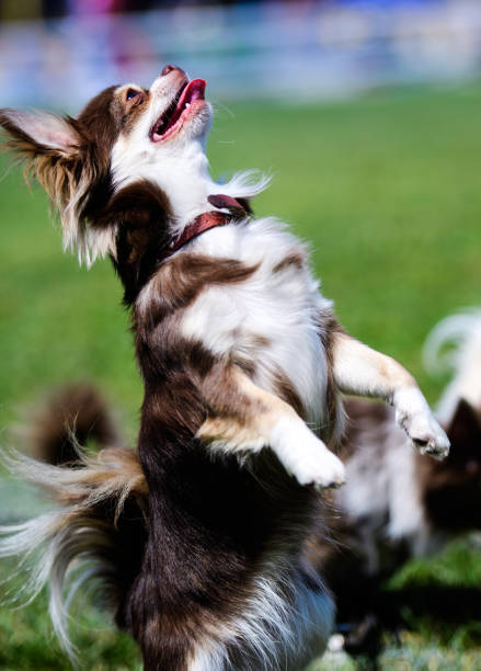 istock Happy Dog on green grass 1193789732