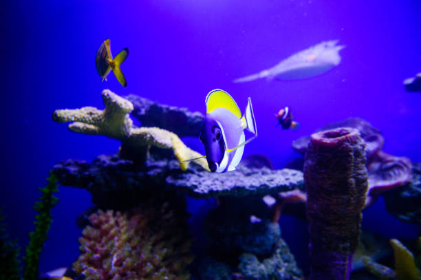 istock Wonderful and beautiful underwater world with corals and tropical fish. 1193789743