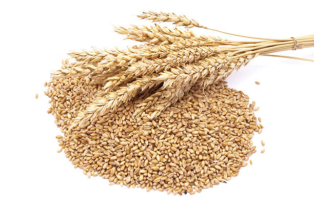 istock Ear and a grain of the wheat 119378976