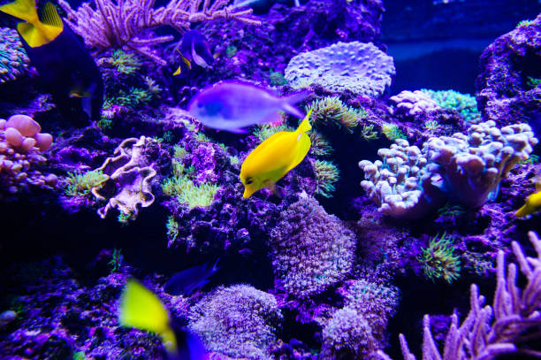 istock Wonderful and beautiful underwater world with corals and tropical fish. 1193790075