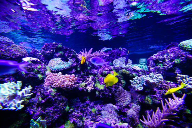 istock Wonderful and beautiful underwater world with corals and tropical fish. 1193790279