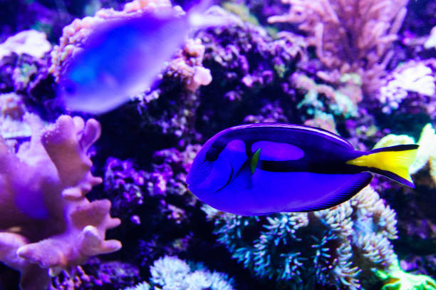 istock Wonderful and beautiful underwater world with corals and tropical fish. 1193790304