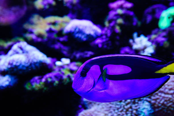 istock Wonderful and beautiful underwater world with corals and tropical fish. 1193790331