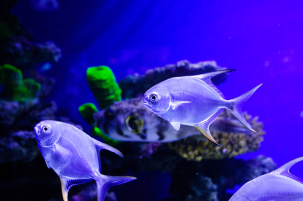 istock Wonderful and beautiful underwater world with corals and tropical fish. 1193790335