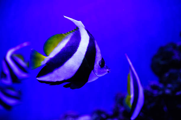 istock Wonderful and beautiful underwater world with corals and tropical fish. 1193790343