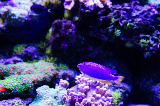 istock Wonderful and beautiful underwater world with corals and tropical fish. 1193790351