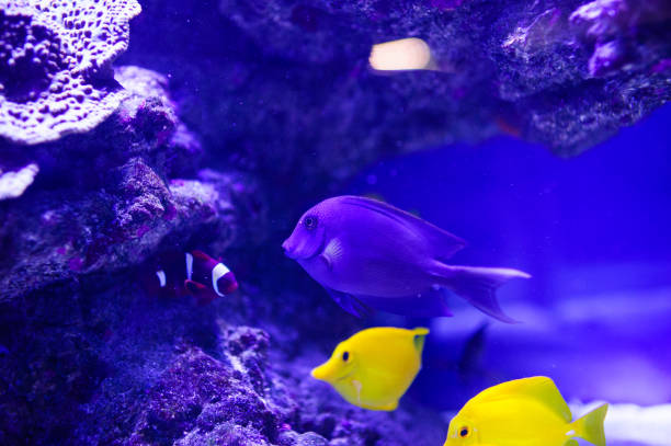 istock Wonderful and beautiful underwater world with corals and tropical fish. 1193790375