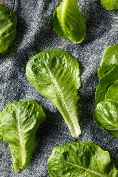 istock Raw Green Organic Romaine Leaves 1193790583