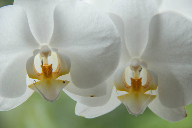 istock Close Up White Orchid With Details 1193790657