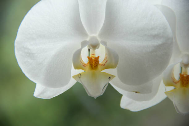 istock Close Up White Orchid With Details 1193790688