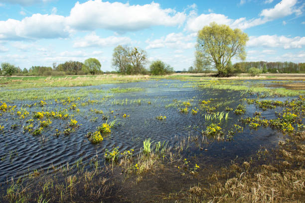 istock Water in the meadow and trees, white clouds on blue sky 1193791559