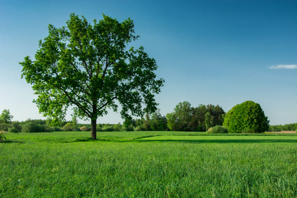 istock Big oak tree on a field and blue sky 1193791608