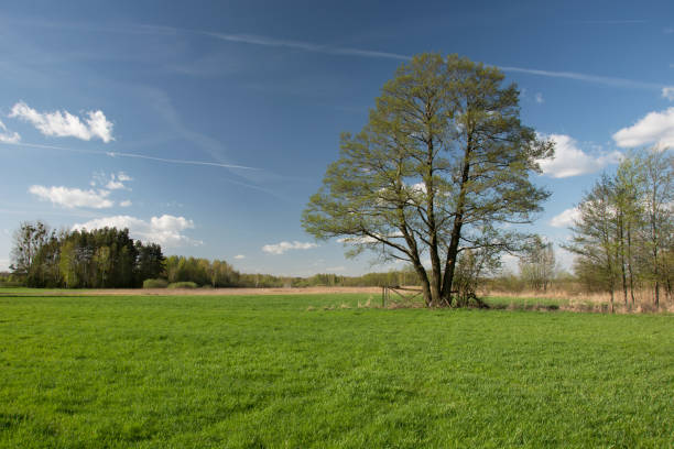 istock Big tree on a green meadow, white clouds on blue sky 1193791810