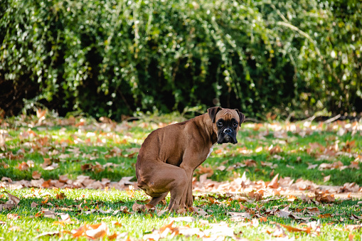 boxer poop, Dog in the park, Dog shit