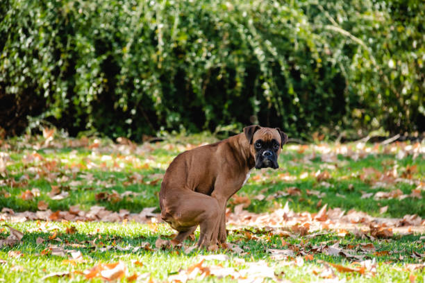 dog at park boxer poop, Dog in the park, Dog shit spanish bulldog stock pictures, royalty-free photos & images