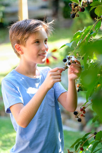 istock Young boy is picking blackberries in the garden 1193795550