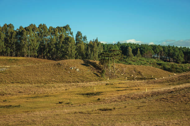 istock Rural lowlands with dry bushes over the hills 1193799432