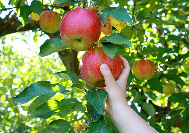 Hand holding apple stock photo