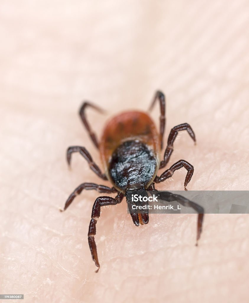 Close-up of tick crawling across human skin Tick crawling on human skin. Extreme close-up with 4x magnification. Focus on the mouthparts.  Acari Stock Photo