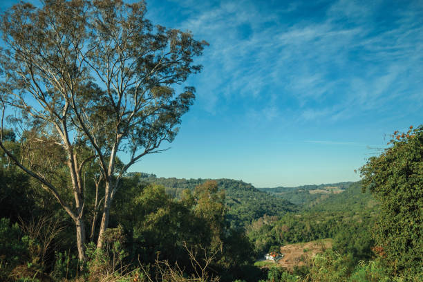 Rural landscape of valley with hills covered by forest, farmstead and big tree in the foreground near Bento Gonçalves. A friendly country town in southern Brazil famous for its wine production.