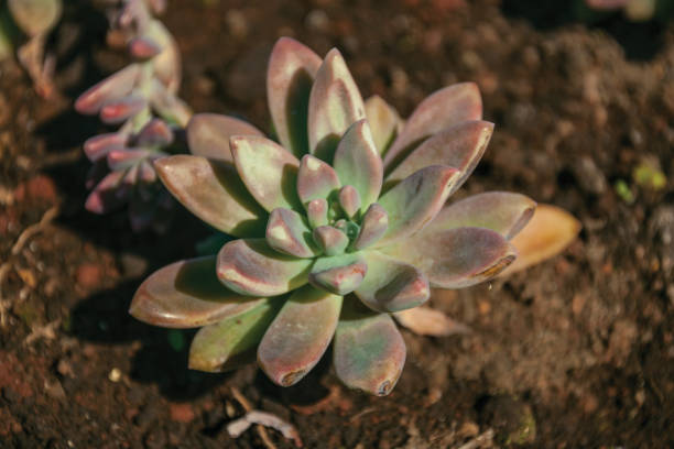 istock Lush succulent plant on a garden 1193801293