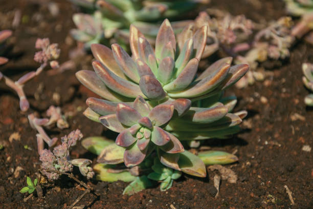 istock Lush succulent plant on a garden 1193802026