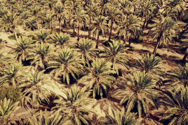 data fazenda de palmeiras tiro do ar. plantio e agricultura em clima tórrido. vista aérea das fileiras de plantas tropicais no dia quente ensolarado. palmeiras da data que crescem na terra arrid. campo com palmas. - aerial view mid air farm field - fotografias e filmes do acervo