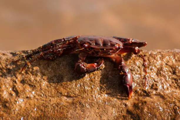 Photo of the crab sits on top of a large yellow stone by the sea. sunset orange light. closeup portrait